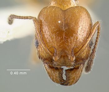 Media type: image; Entomology 20753